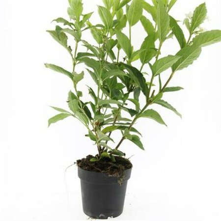 Weigela 'Bristol Ruby' 50/60 C.  - afbeelding 4