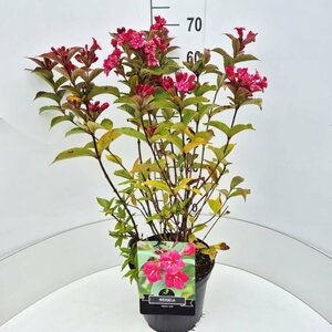 Weigela 'Bristol Ruby' 50/60 C.  - afbeelding 1