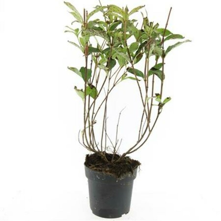 Weigela 'Bristol Ruby' 50/60 C.  - afbeelding 6