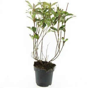 Weigela 'Bristol Ruby' 50/60 C.  - afbeelding 6
