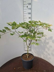 Acer japonicum 'Aconitifolium' 60/80 C. - afbeelding 5