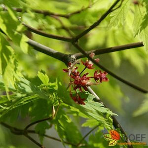 Acer japonicum 'Aconitifolium' 60/80 C. - afbeelding 4