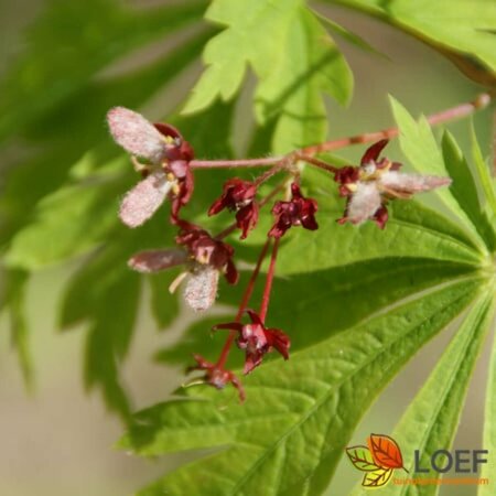 Acer japonicum 'Aconitifolium' 60/80 C. - afbeelding 1