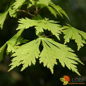 Acer japonicum 'Aconitifolium' 60/80 C. - afbeelding 3