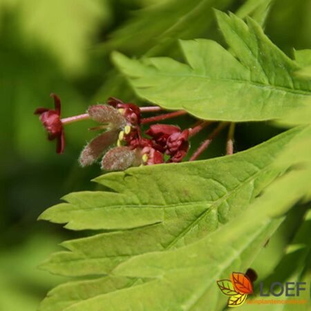 Acer japonicum 'Aconitifolium' 60/80 C. - afbeelding 2