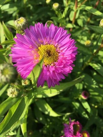 Aster novae-belgii 'Sarah Ballard' P9 - afbeelding 1