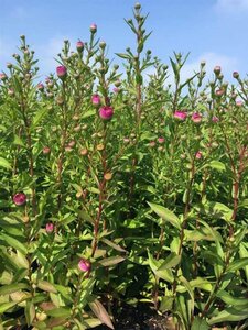 Aster novae-belgii 'Sarah Ballard' P9 - afbeelding 2