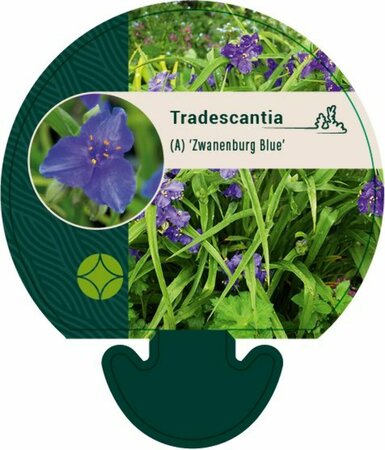 Tradescantia andersoniana 'Zwanenburg Blue' P9