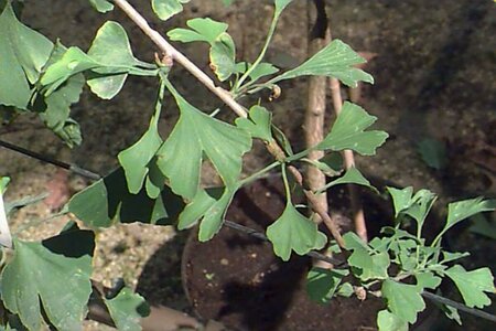 Ginkgo biloba 12-14 C. - afbeelding 2