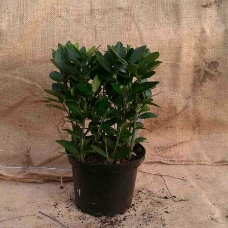 Euonymus japonicus 30/40 C. - afbeelding 2