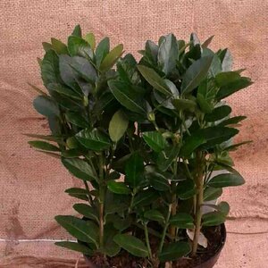 Euonymus japonicus 30/40 C. - afbeelding 3