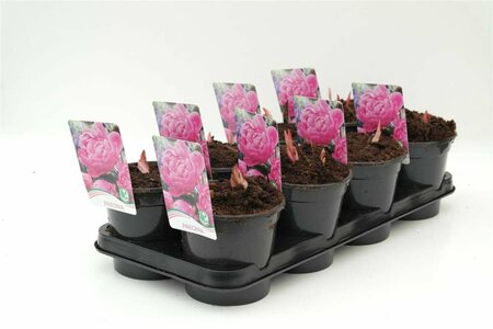 Paeonia lactiflora 'Sarah Bernhardt' C7.5 - afbeelding 3