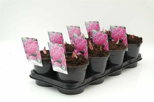 Paeonia lactiflora 'Sarah Bernhardt' C7.5 - afbeelding 3