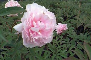Paeonia lactiflora 'Sarah Bernhardt' C7.5 - afbeelding 1