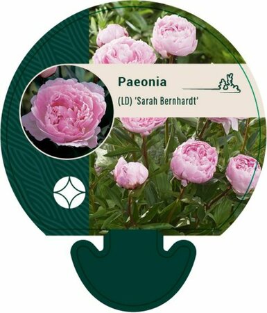 Paeonia lactiflora 'Sarah Bernhardt' C7.5 - afbeelding 7