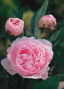 Paeonia lactiflora 'Sarah Bernhardt' C7.5 - afbeelding 5