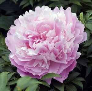 Paeonia lactiflora 'Sarah Bernhardt' C7.5 - afbeelding 6