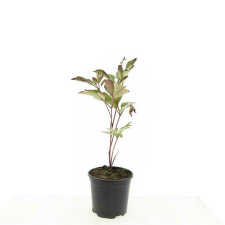 Paeonia lactiflora 'Sarah Bernhardt' C7.5 - afbeelding 4