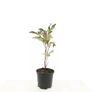 Paeonia lactiflora 'Sarah Bernhardt' C7.5 - afbeelding 4