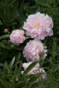 Paeonia lactiflora 'Sarah Bernhardt' C7.5 - afbeelding 2