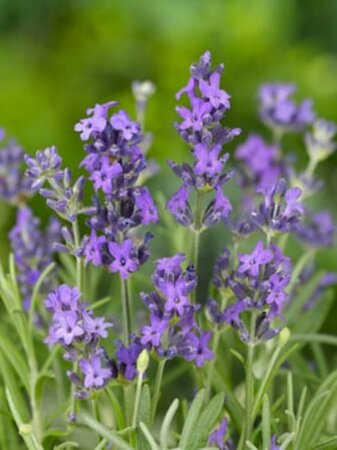 Lavandula angustifolia 'Dwarf Blue' C1.5 - afbeelding 2