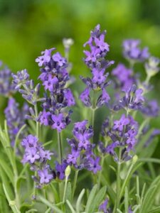 Lavandula angustifolia 'Dwarf Blue' C1.5 - afbeelding 2