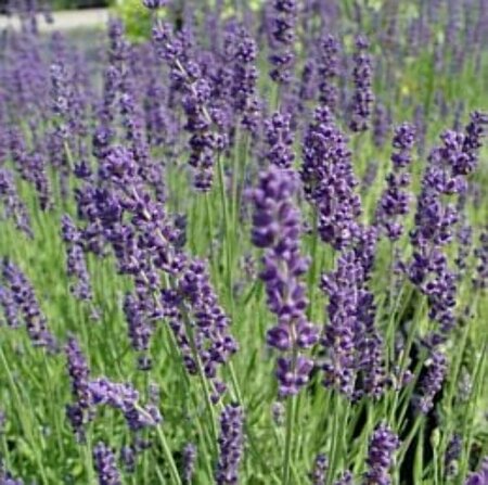 Lavandula angustifolia 'Dwarf Blue' C1.5 - afbeelding 3