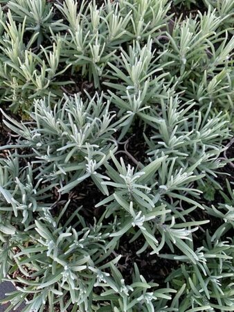 Lavandula angustifolia 'Dwarf Blue' C1.5 - afbeelding 1