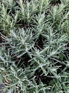 Lavandula angustifolia 'Dwarf Blue' C1.5 - afbeelding 1