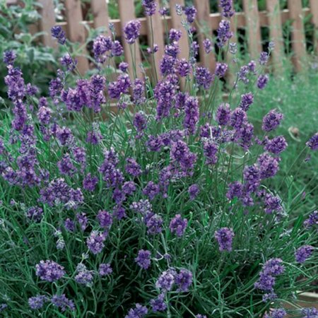Lavandula angustifolia 'Dwarf Blue' C1.5 - afbeelding 4