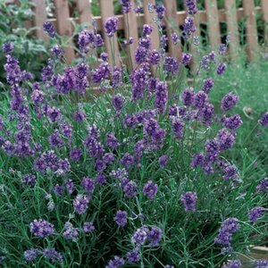 Lavandula angustifolia 'Dwarf Blue' C1.5 - afbeelding 4