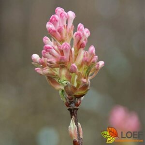 Viburnum bodnantense 'Charles Lamont' 150/175 C. - afbeelding 2