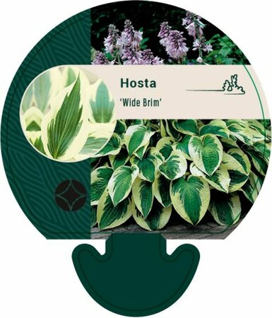 Hosta 'Wide Brim' P9 - afbeelding 1