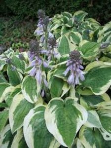 Hosta 'Wide Brim' P9 - afbeelding 5