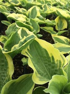 Hosta 'Wide Brim' P9 - afbeelding 2