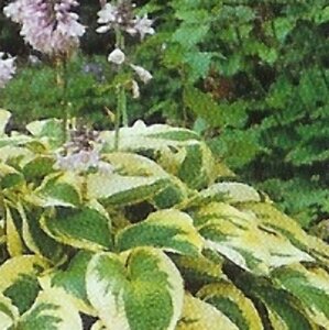 Hosta 'Wide Brim' P9 - afbeelding 6