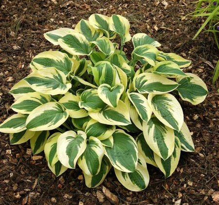 Hosta 'Wide Brim' P9 - afbeelding 7