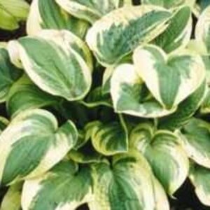 Hosta 'Wide Brim' P9 - afbeelding 8