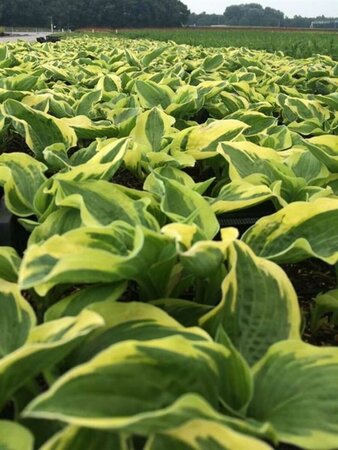 Hosta 'Wide Brim' P9 - afbeelding 3