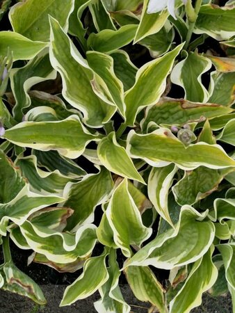 Hosta 'Wide Brim' P9 - afbeelding 4