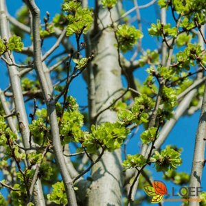 Ulmus 'Dodoens' 20-25 C. HO.