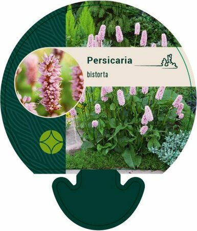 Persicaria bistorta P9 - afbeelding 1