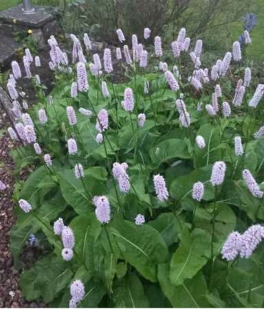 Persicaria bistorta P9 - afbeelding 3