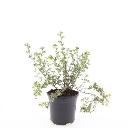 Potentilla fruticosa 'Primrose Beauty' C1.5 - afbeelding 3