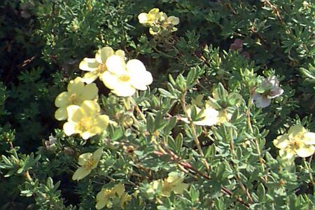 Potentilla fruticosa 'Primrose Beauty' C1.5 - afbeelding 1