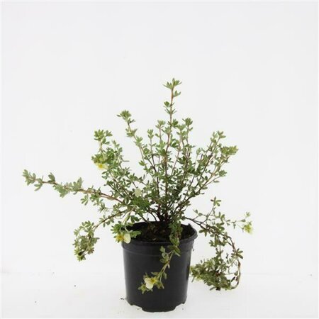 Potentilla fruticosa 'Primrose Beauty' C1.5 - afbeelding 4