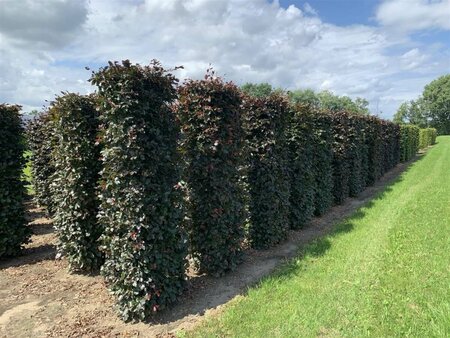 Fagus sylvatica 'Atropunicea' 12-14 C. - afbeelding 10