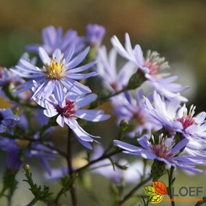 Aster cordifolius 'Little Carlow' P9 - afbeelding 1