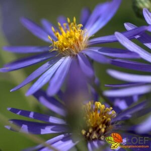 Aster cordifolius 'Little Carlow' P9 - afbeelding 2