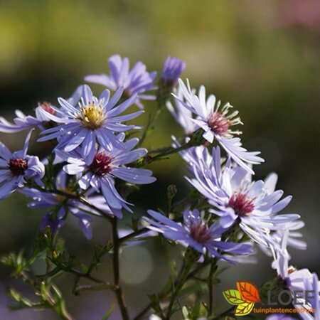 Aster cordifolius 'Little Carlow' P9 - afbeelding 3